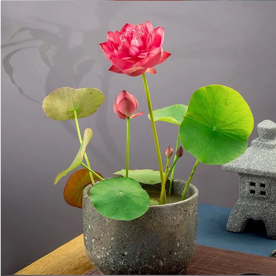 Hạt Giống Hoa Sen Mini Nhật Bản ( chọn màu )