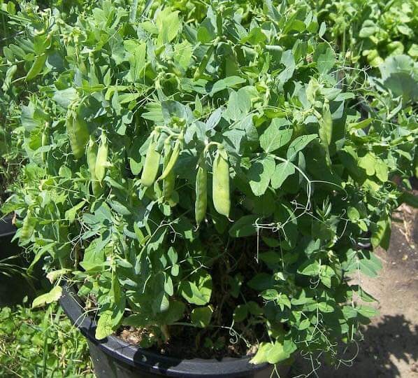 Hạt giống Đậu Hà Lan Xanh - 1 gói 50gr