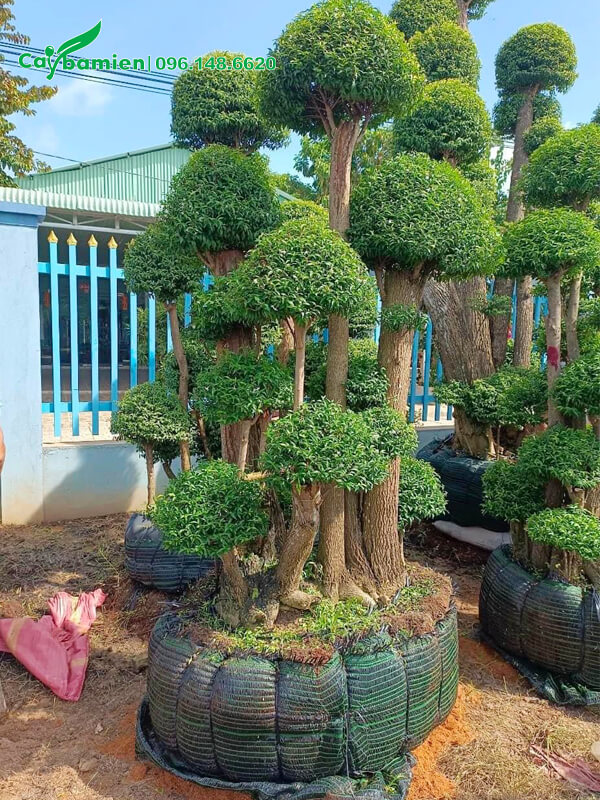 CHẬU CÂY MAI CHIẾU THỦY (MAI TRẤN THỦY, MAI TRÚC THỦY ) VƯỢNG PHONG THỦY