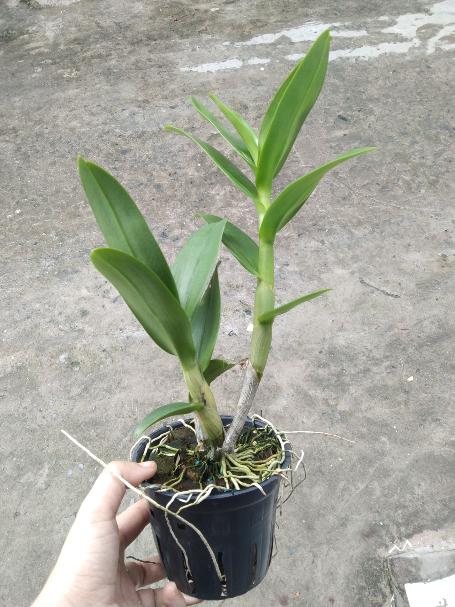 Denro hoa hồng trưởng thành (denro mặt quỷ)