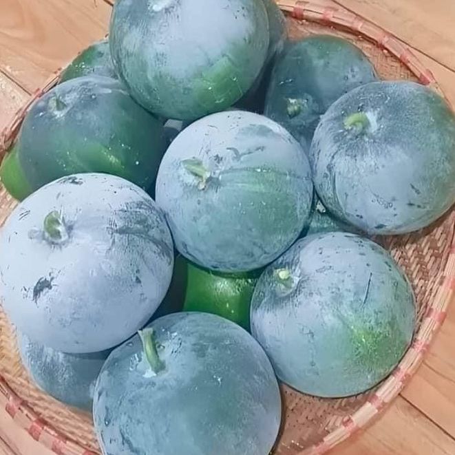 Hạt Giống Bí đao tròn siêu trái -gói 10 hạt(tặng kèm phân bón)
