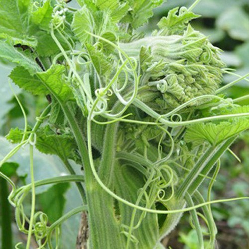 Hạt Giống Bầu Siêu Ngọn