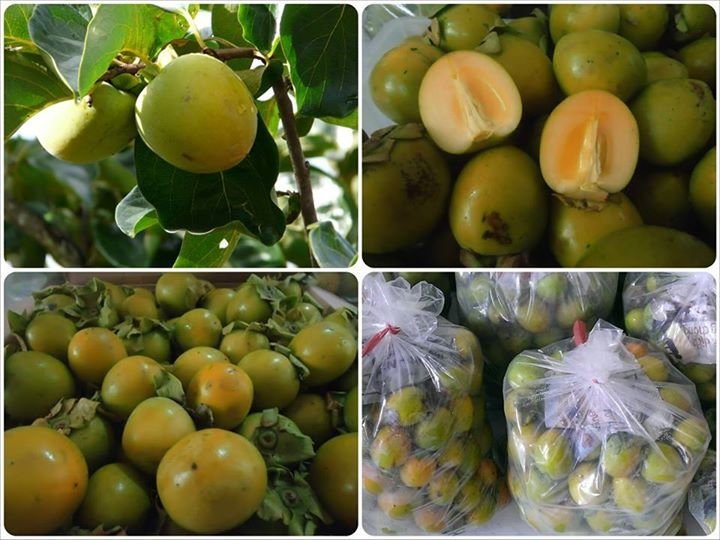 CÂY HỒNG GIÒN - SIÊU QUẢ, CAM KẾT GIỐNG CHUẨN