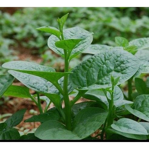 Hạt Giống Rau Mồng Tơi 20Gr