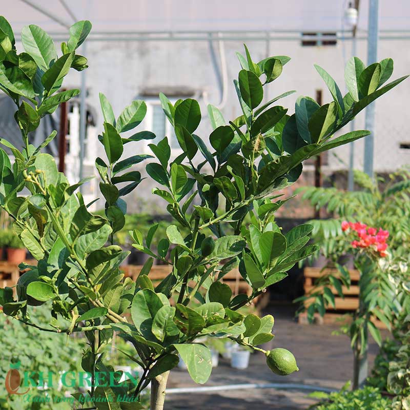 CÂY CHANH VÀNG ÚC - CÂY GIỐNG NHẬP KHẨU