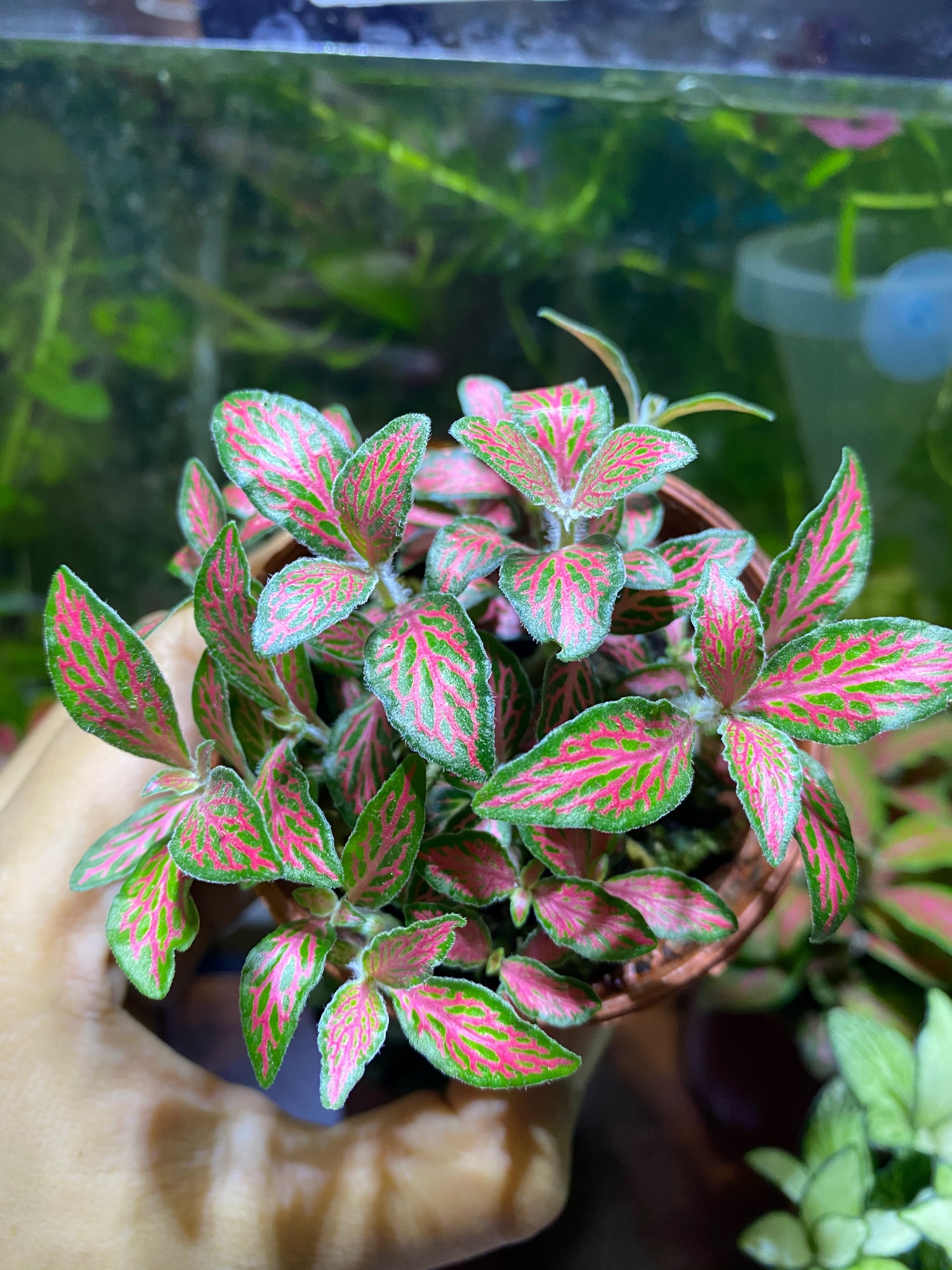 LÁ MAY MẮN FITTONIA - GIÁ SIÊU RẺ