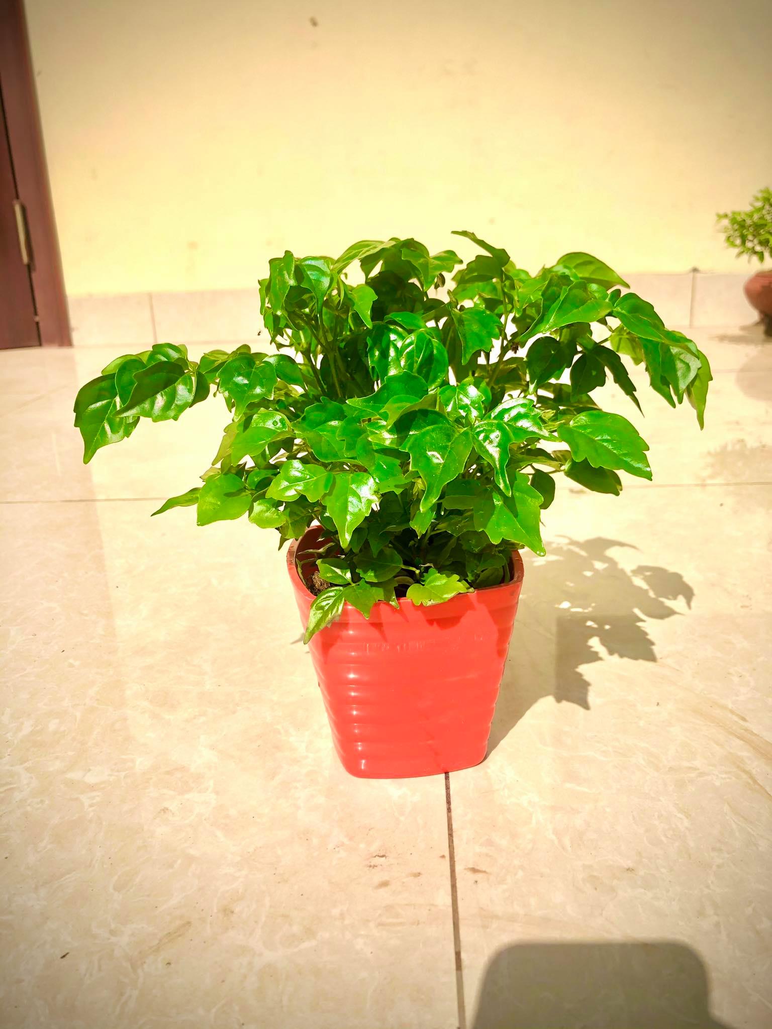 Cây hạnh phúc để bàn cao 20 cm (ảnh thật)