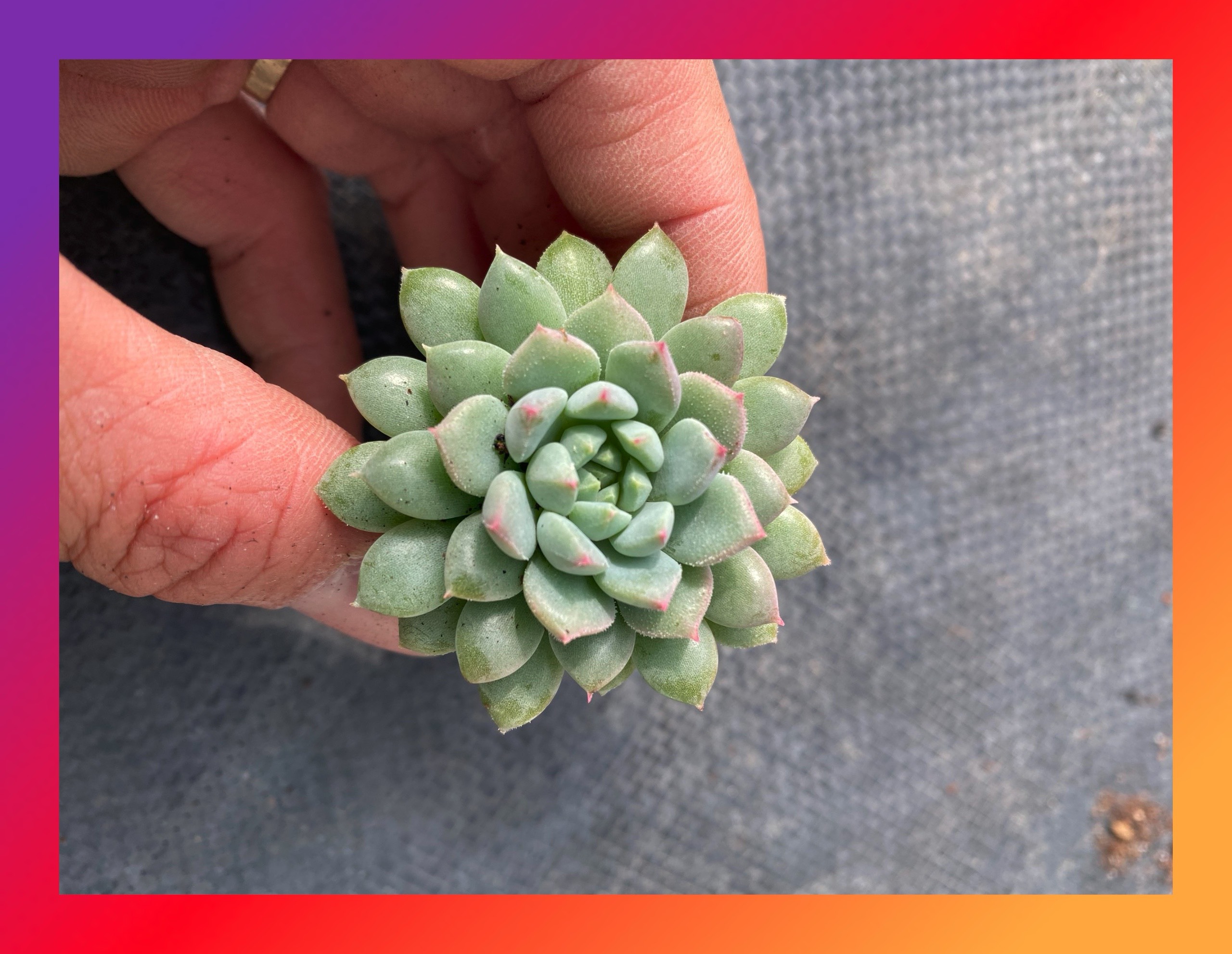 SEN ĐÁ DÙ XANH SIZE MINI SIÊU KHỎE ĐẸP LỖI 1 ĐỔI 1