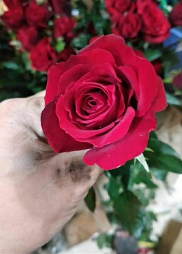 Cây Hoa hồng nhung sadec đỏ bầu đất