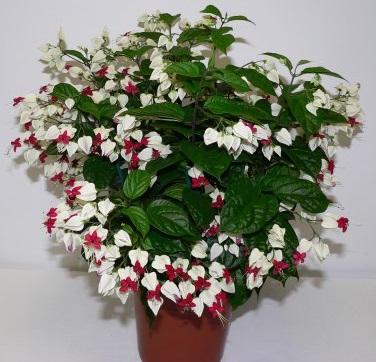 [Cây giống hoa]  Ngọc Nữ Trắng - Dây Ngọc Nữ -Clerodendron thomsonae - CayGiongTot