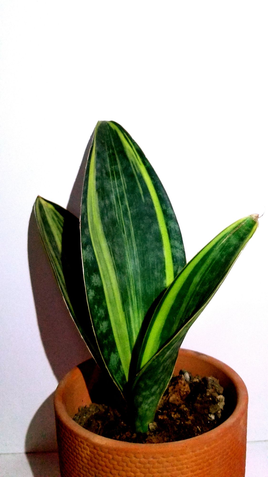 Lưỡi hổ Mason's Congo Var 3 lá size lá 27cm