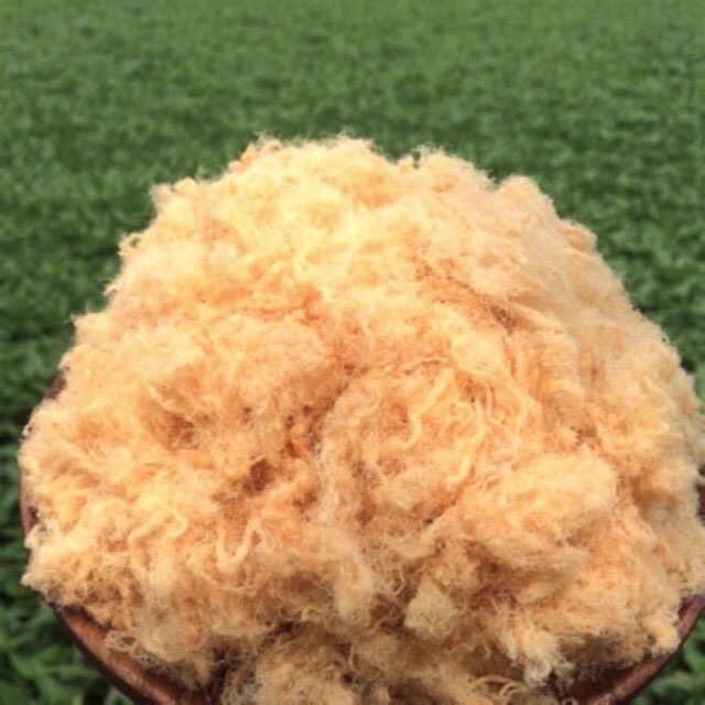 CHÀ BÔNG HEO XÙ GÓI 500GRAM