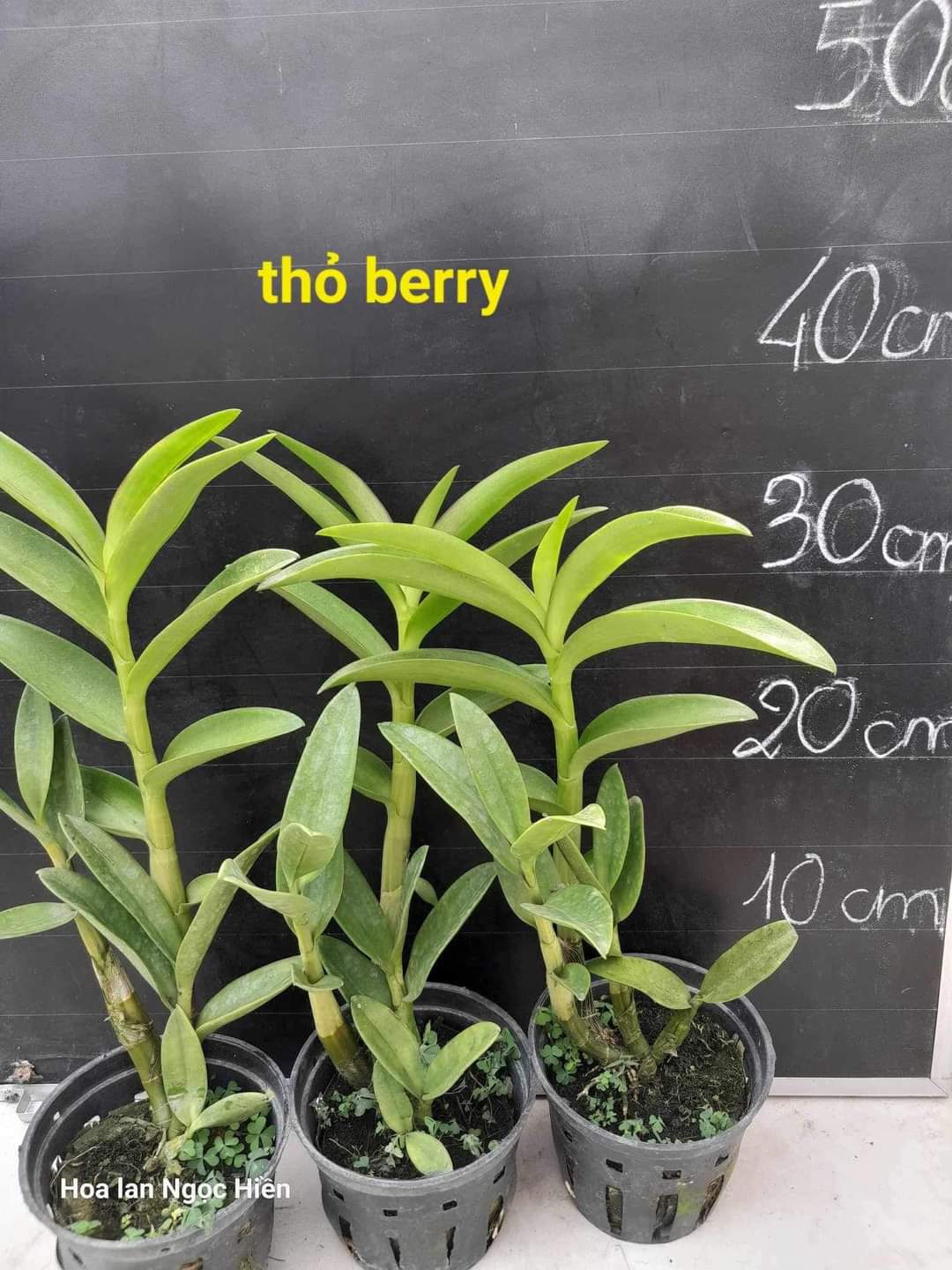HOA LAN NẮNG THỎ BERRY