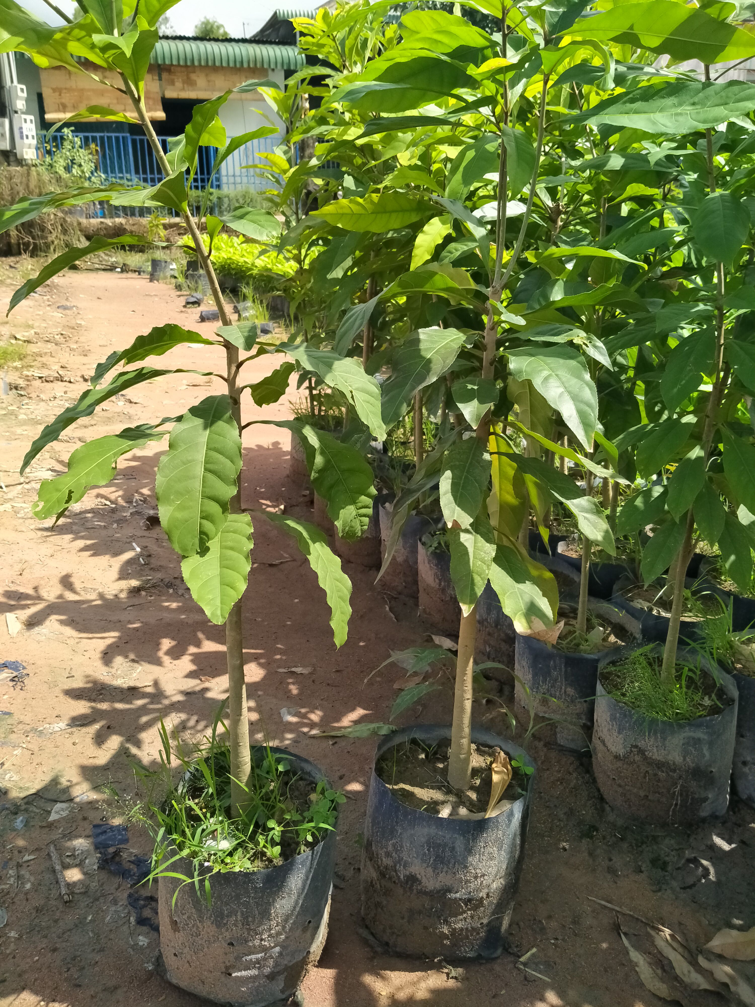 2 Cây lộc vừng cao 1,2m đẹp