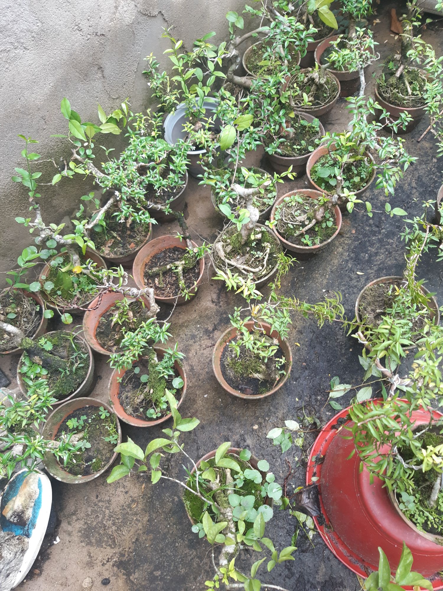 phôi mai chiếu thủy gân