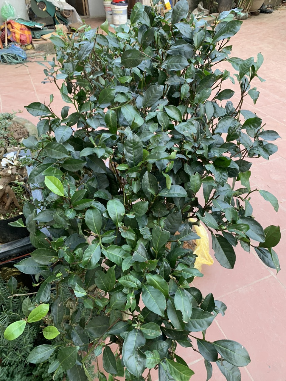 CÂY TRÀ XANH LOẠI TO