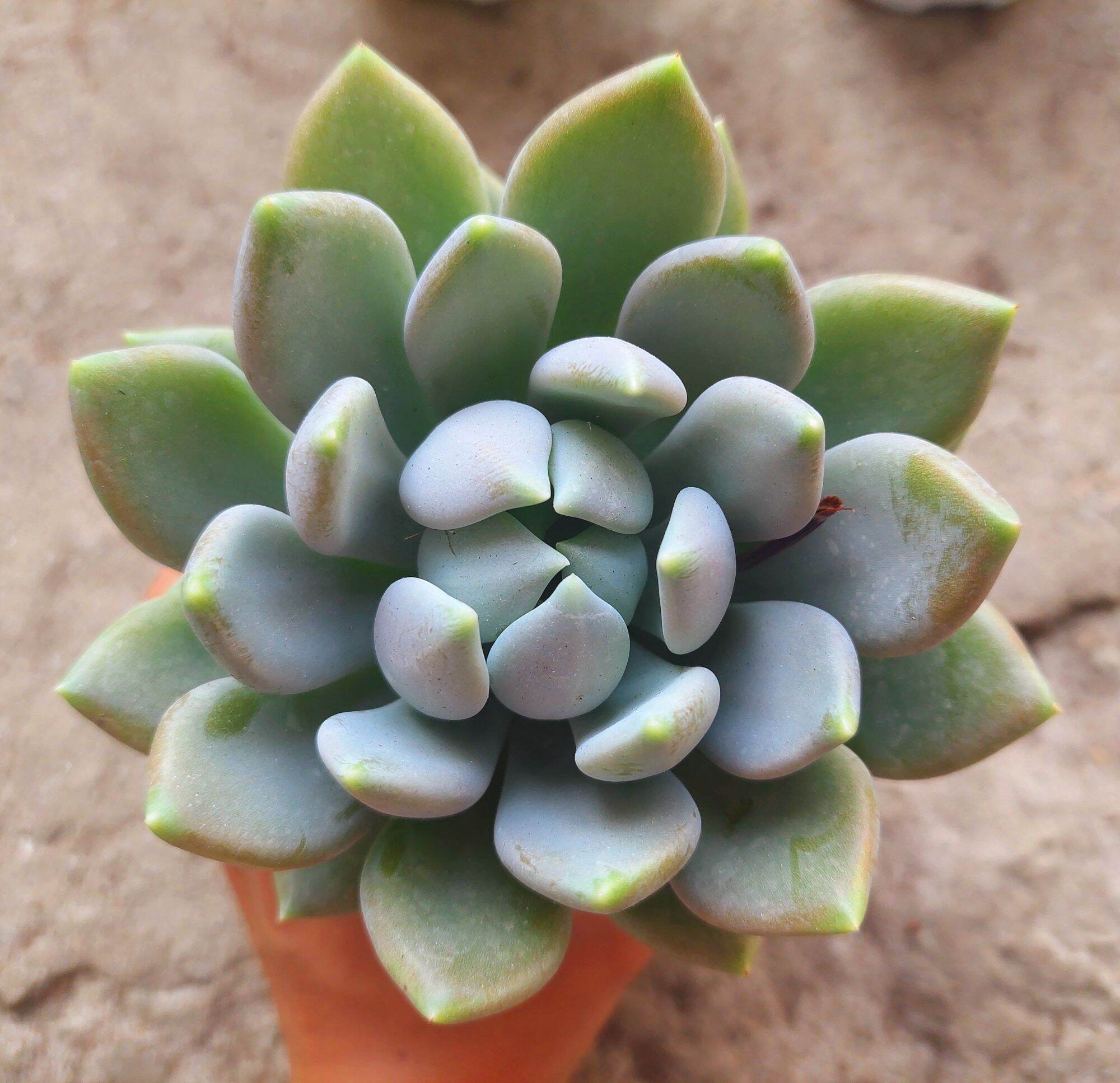 Sen đá SỎI XANH size trung 8-10 cm
