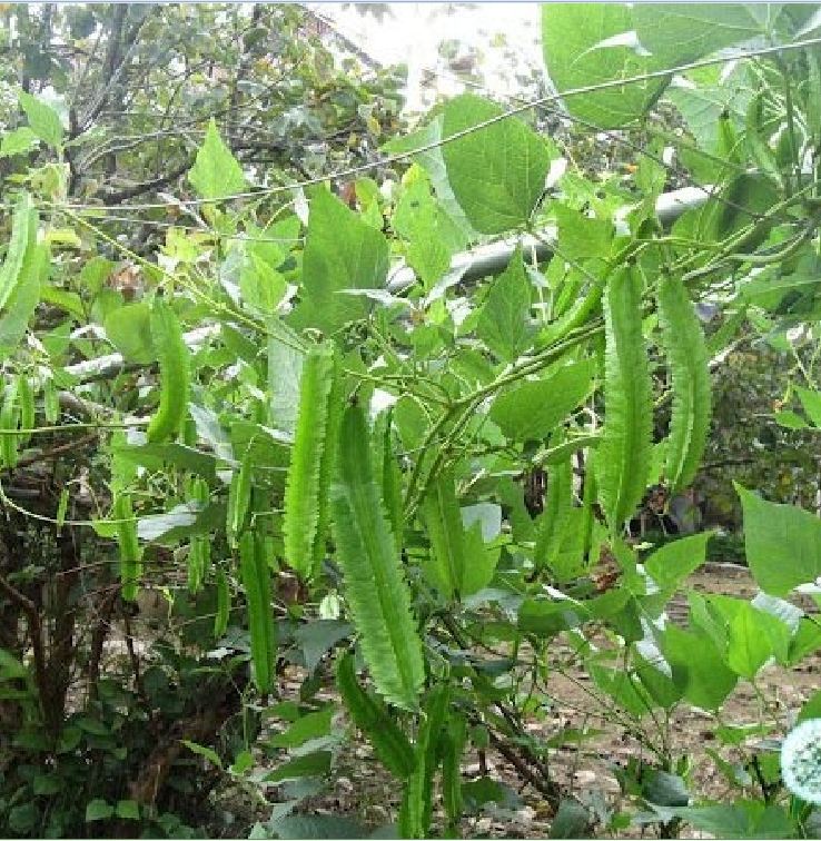 Túi 5 Gr Hạt giống đậu rồng