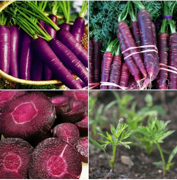 " Gói 100 "Hạt giống Cà rốt tím lai F1 [Seeds]