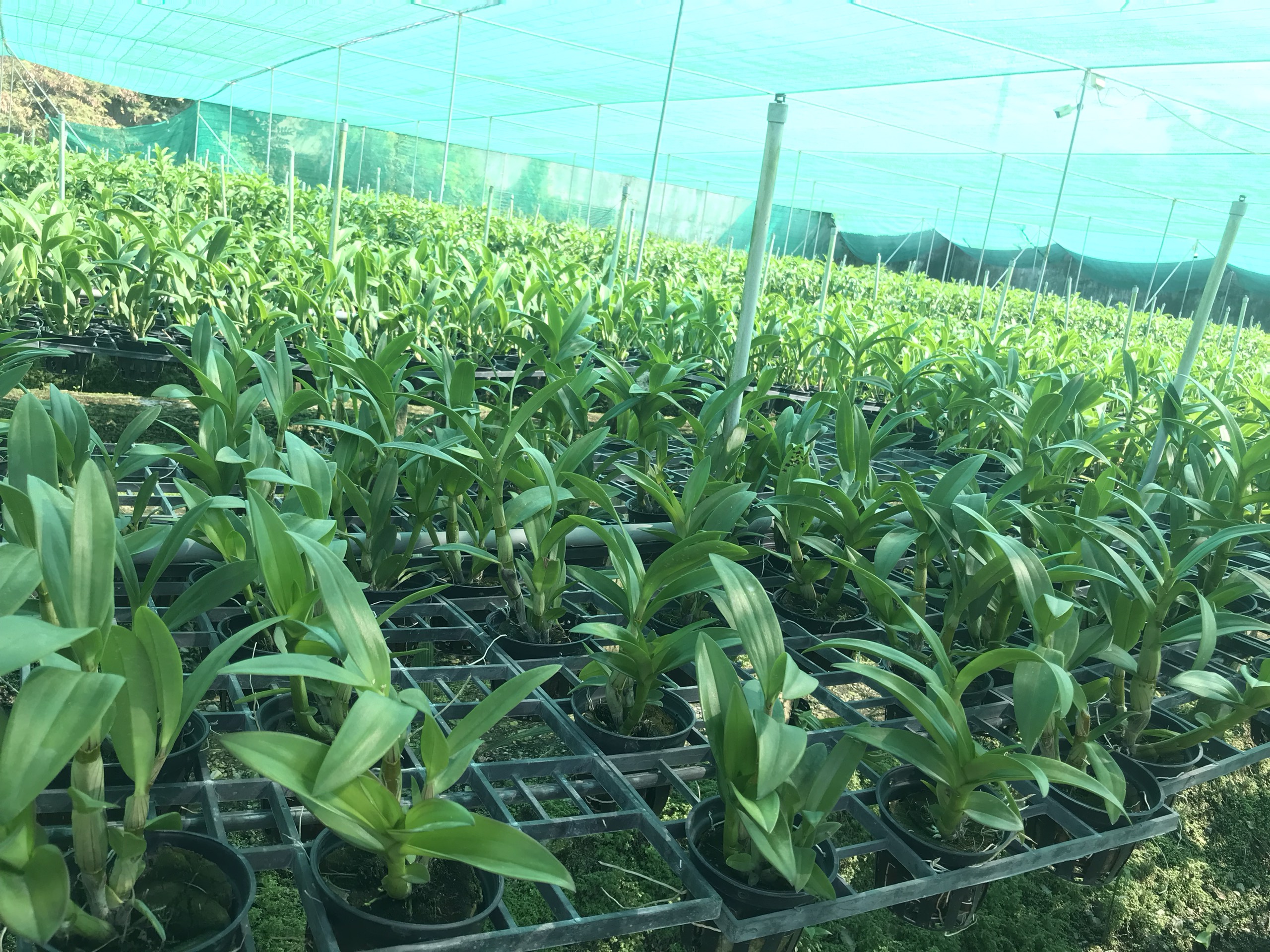 HOA LAN DENRO PINK XƯA XỔ 5%