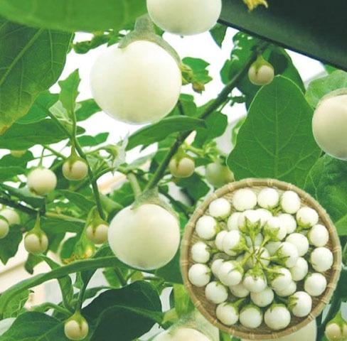 Hạt giống cà pháo trắng trái nhỏ Thuận Điền ( 1gram)