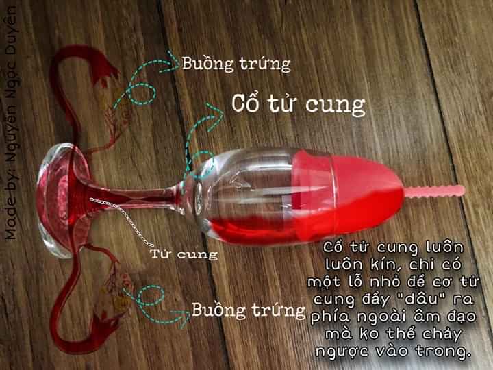 Cốc nguyệt san sibell nhập khẩu pháp