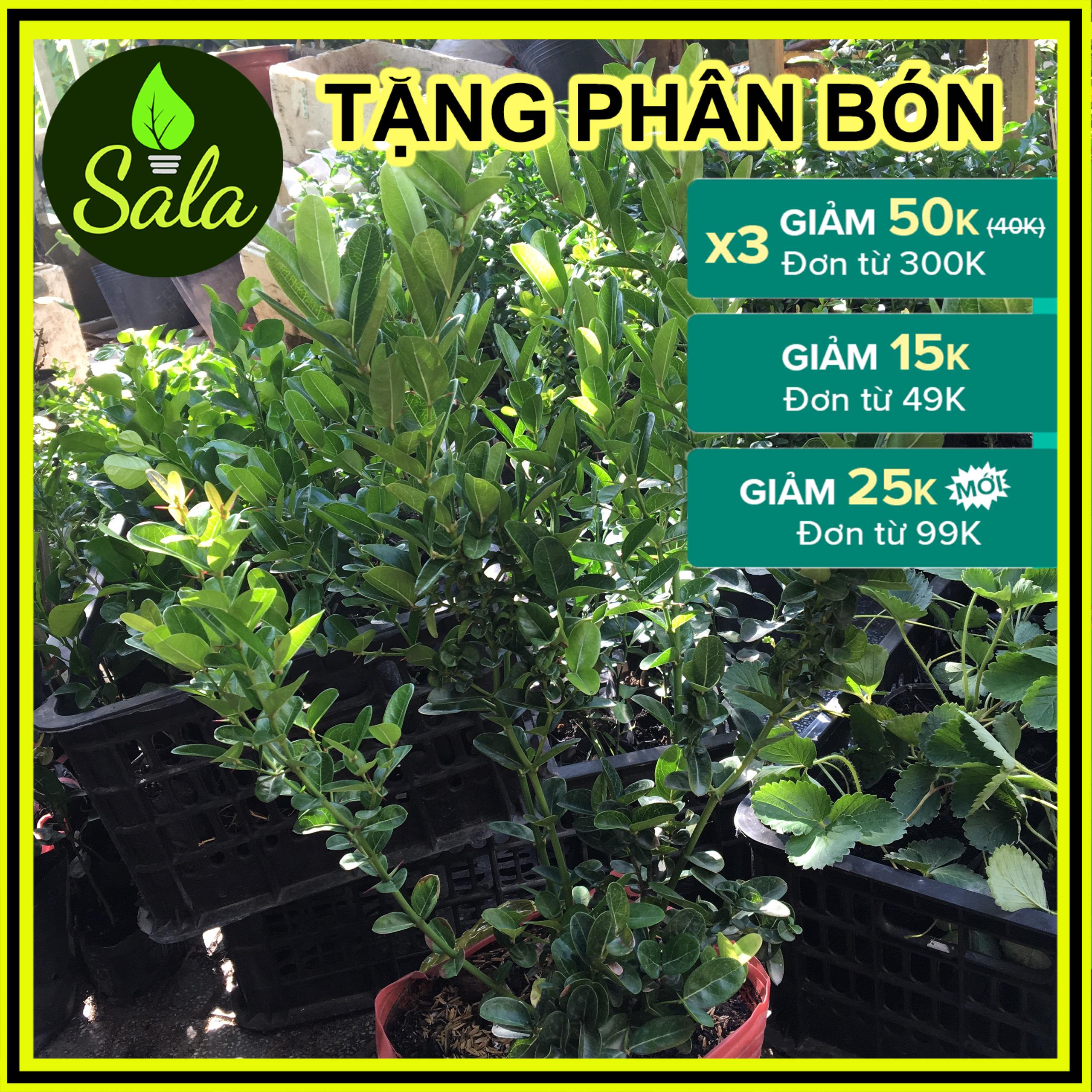 [Cây lớn 2 năm tuổi] CÂY SIRO SIÊU TRÁI, SIÊU KHỎE ĐÃ TRỒNG ĐƯỢC 1 NĂM, CAO TO NHIỀU NHÁNH