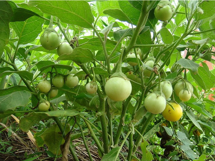 Hạt Giống Cà Pháo Xanh Cao Sản - Gói 0.5gram