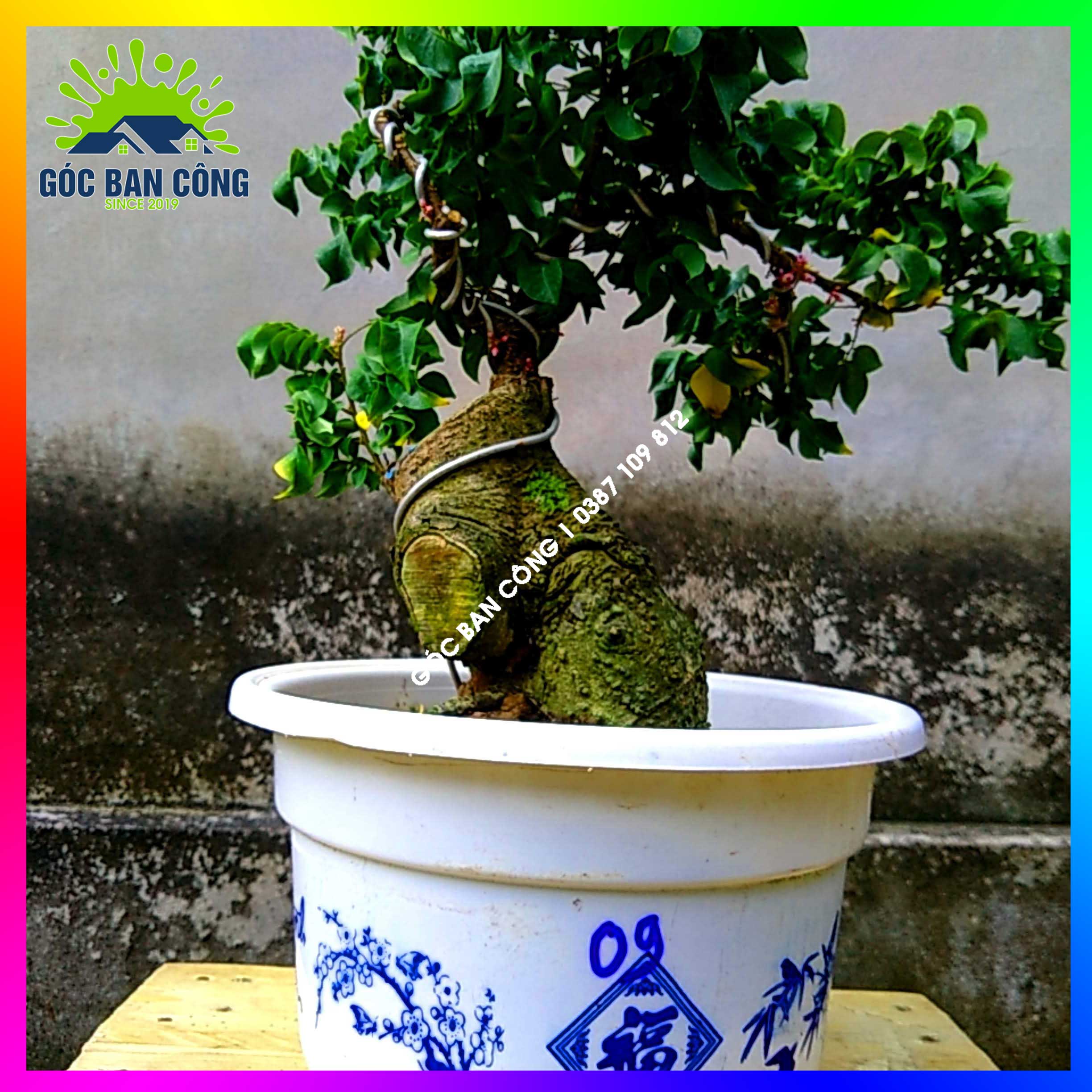 Cây Khế Bonsai Mini Gốc Quái - KBS09