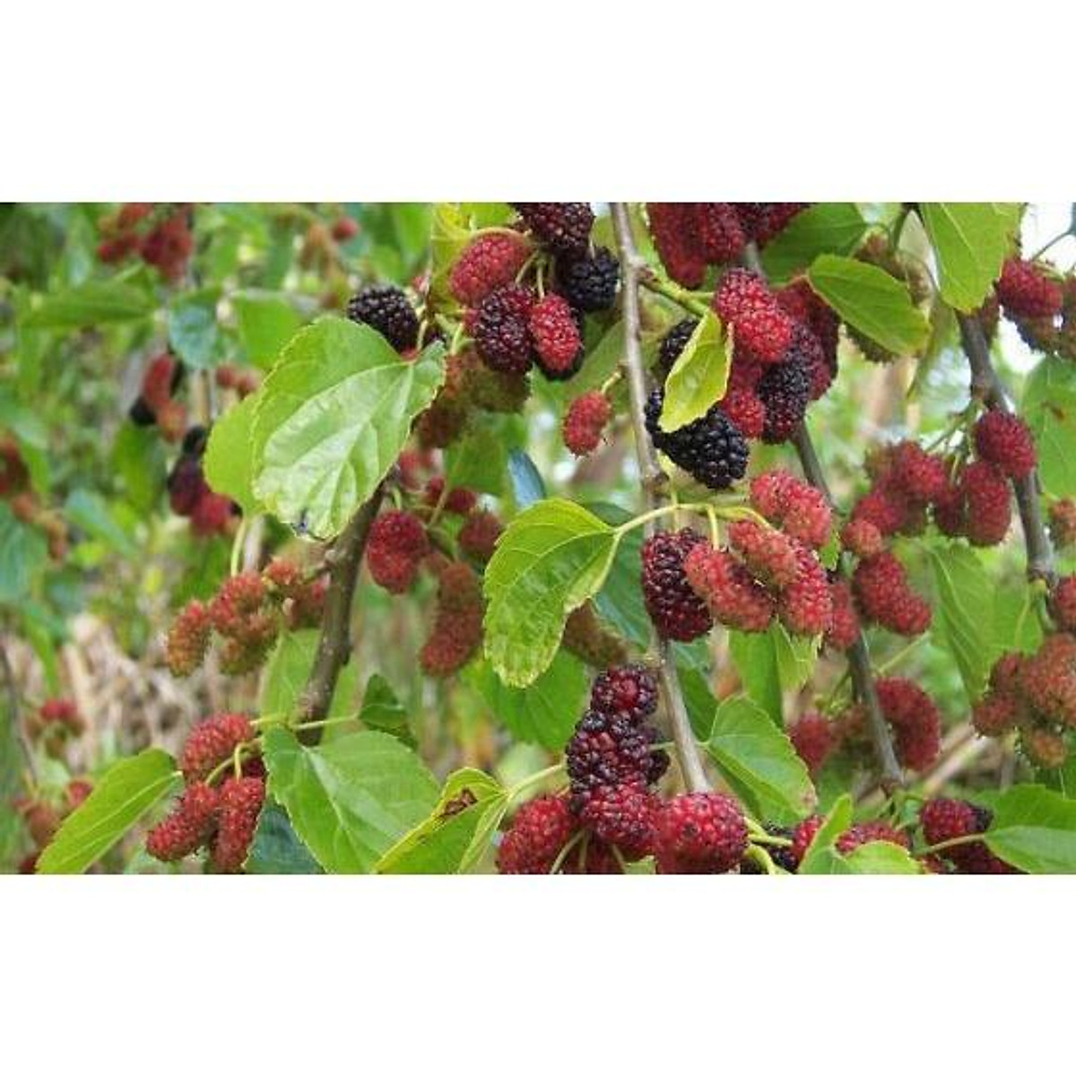 cây dâu tằm, cây giống ăn quả