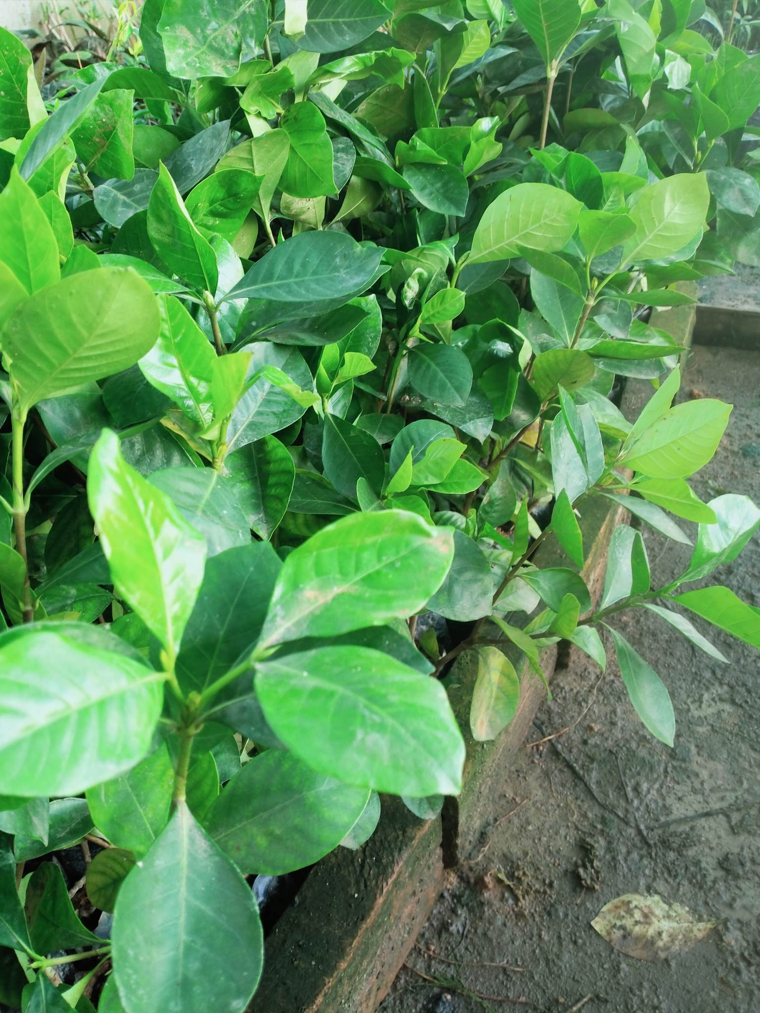 Combo 3 Cây Dành Dành, Bạch Thiên Hương