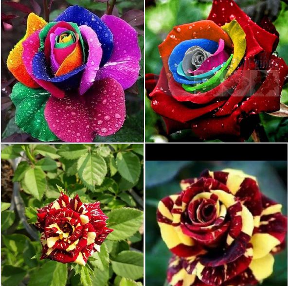 Hạt giống hoa hồng cầu vòng - gói 20 hạt