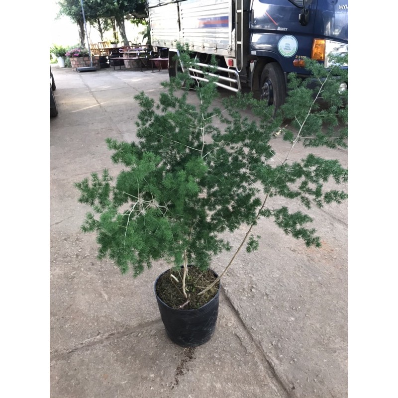 Cây tùng nho trồng cắt cành