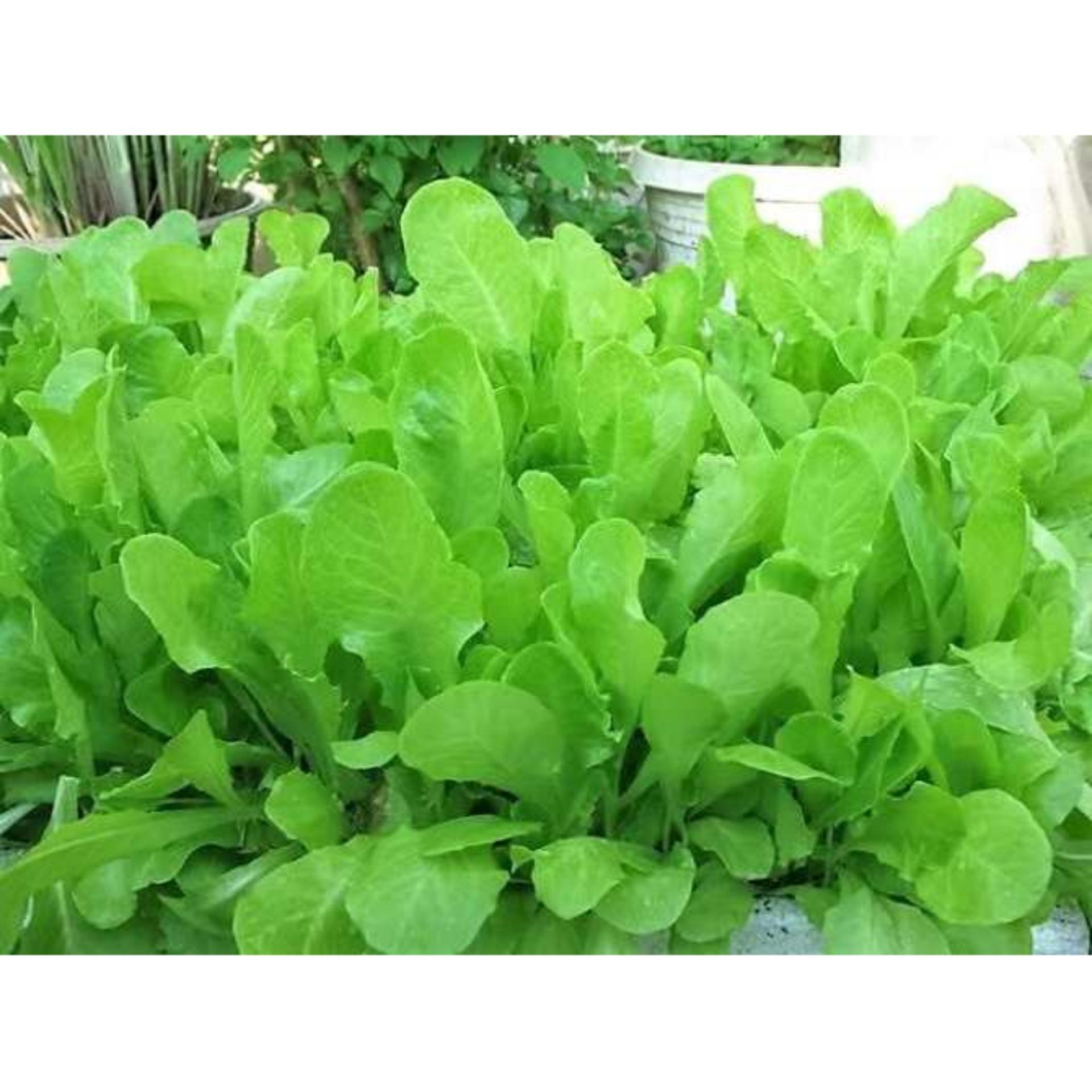 10g Hạt giống Xà lách baby