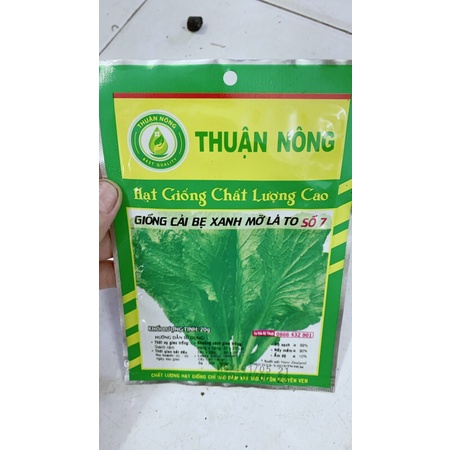 Hạt Giống Cải Bẹ Xanh Mỡ Lá To