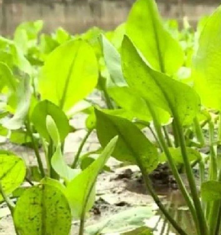 Hạt giống trạch tả - ( cây dược liệu 50 hạt)