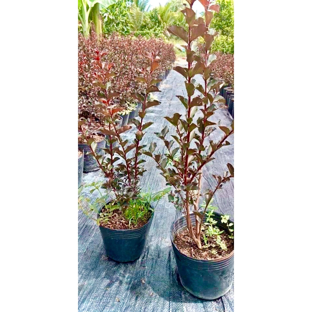 Cây tường vi đỏ huyết long cao 30-40cm (Ảnh thật)..