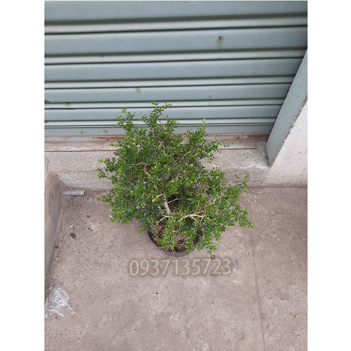 [HCM]CÂY LINH SAM -CAO TỪ 20-35 CM