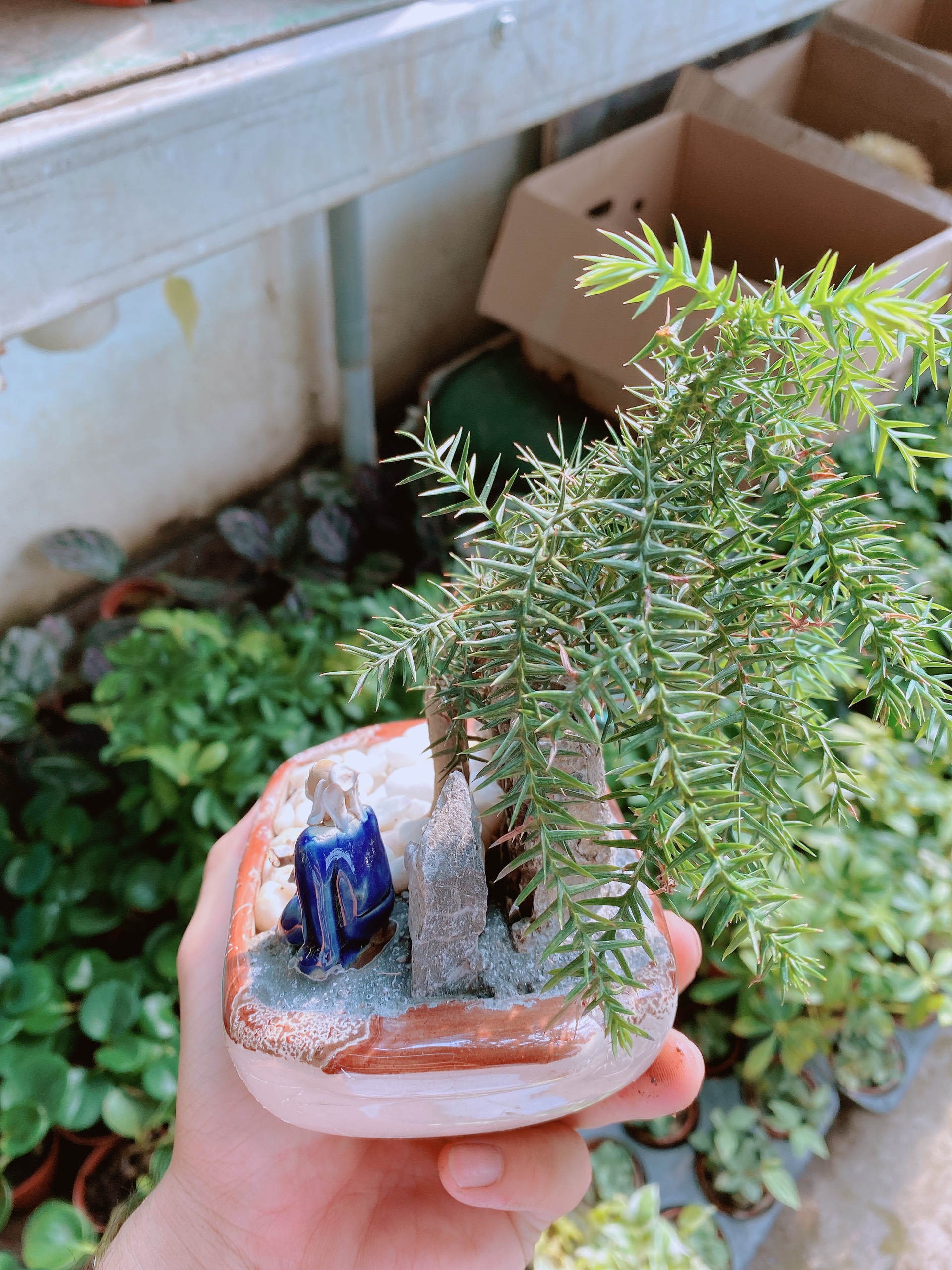 Chậu tùng bồng lai bonsai