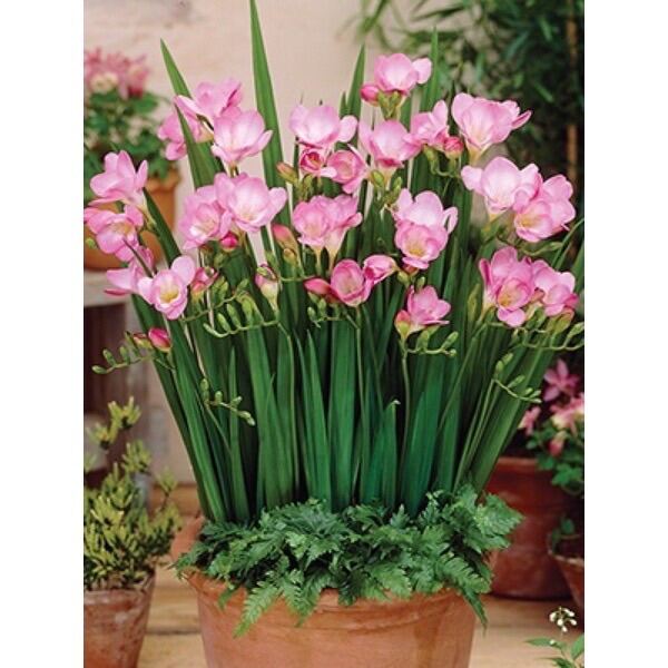 Củ hoa địa Lan Nam Phi(10 củ giá sỉ)
