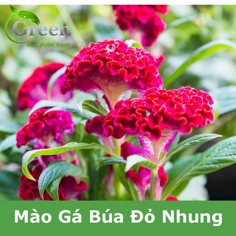 Hạt Giống Hoa Mào Gà Búa Đỏ Nhung Hà Lan (Gói 0.1 gam ~ 500 hạt) Trồng Chậu, Trồng Thảm
