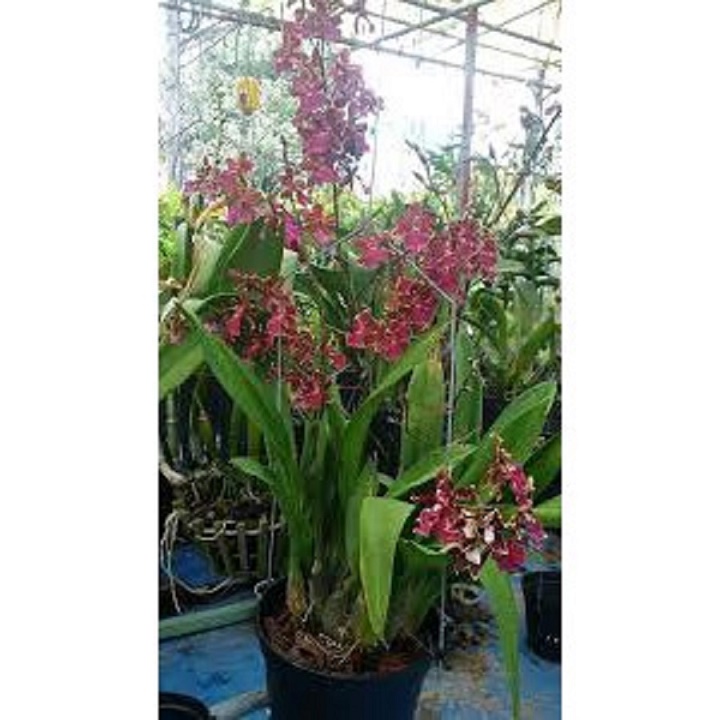 lan vũ nữ ĐỎ, gửi đi nguyên chậu