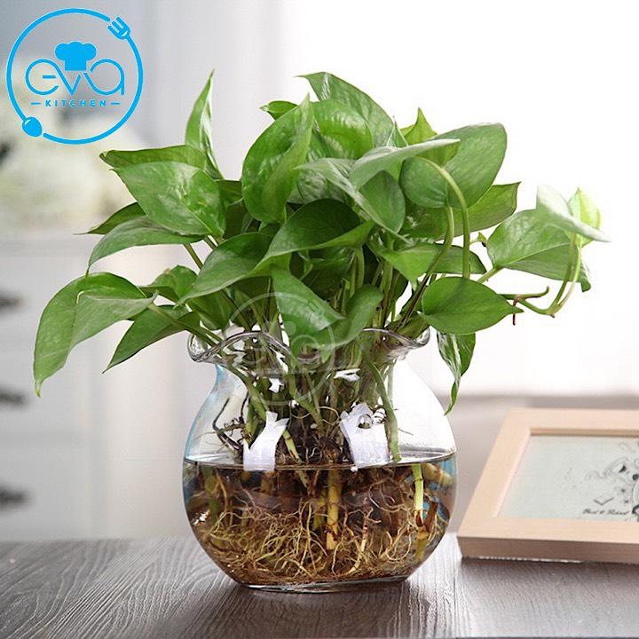 Hồ Cá Bể Cá Thuỷ Tinh Miệng Bèo Dáng Thấp B5 8 x 7 Cm Tặng Kèm Sỏi Và Rong Trang Trí
