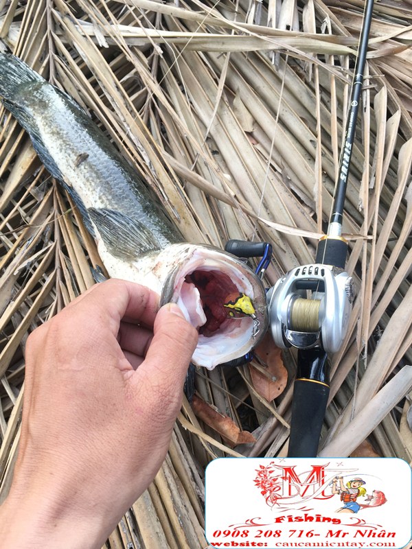 Nháy Hơi Câu Cá Lóc Tí Nị Frog