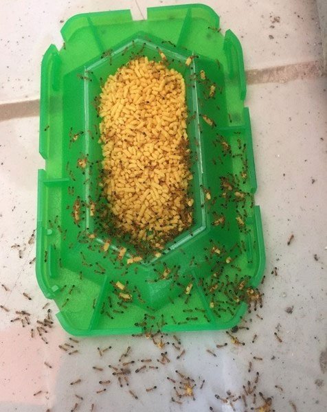 Thuốc diệt kiến Super Arinosu Koroki Nhật Bản)