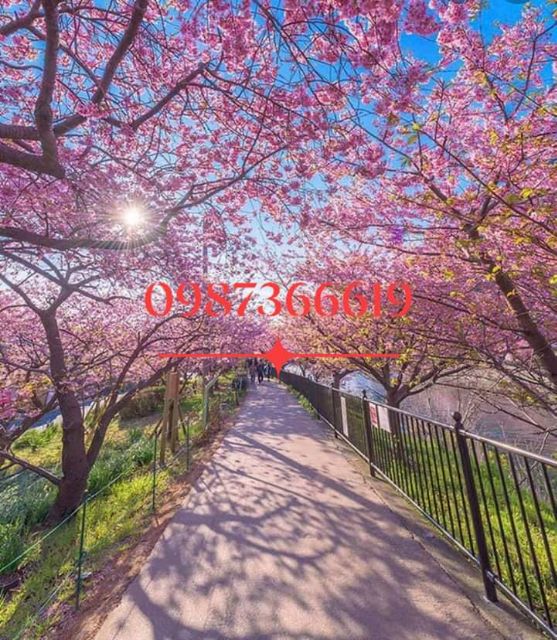 (xả kho đón tết) Hoa anh đào cây cao 25cm