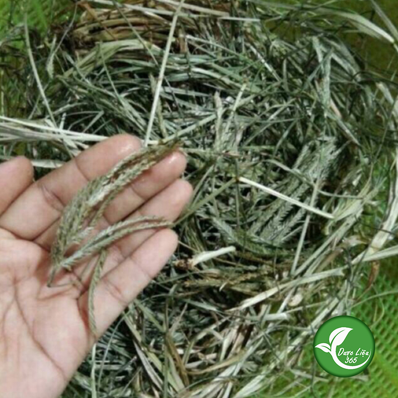 Cỏ mần trầu (gói 1kg khô) - DL103