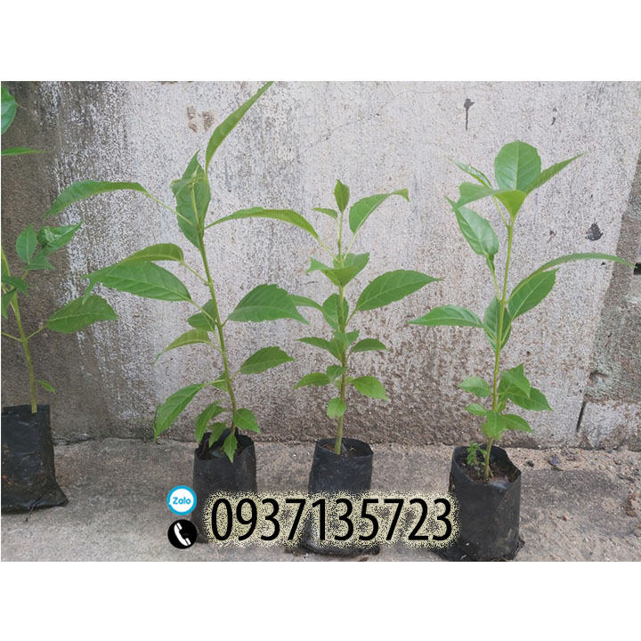 [HCM]combo 5 cây giống chuông vàng