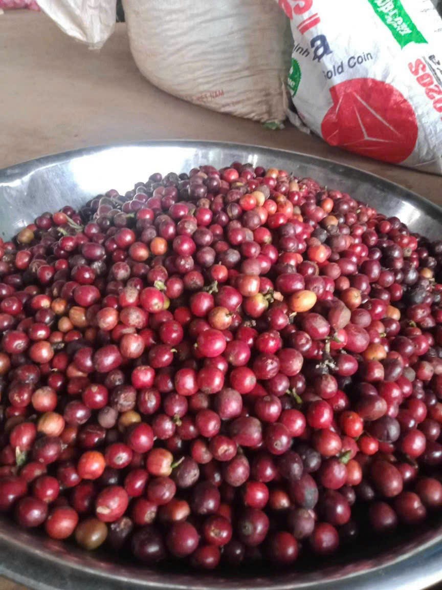 500gram Hạt giống cà phê mít vỏ lụa
