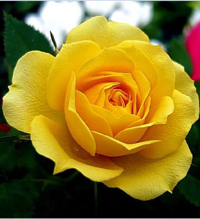 Mixed Dutch Rose Seeds (20 Seeds/Includes Seed Germination Stimulant Package)